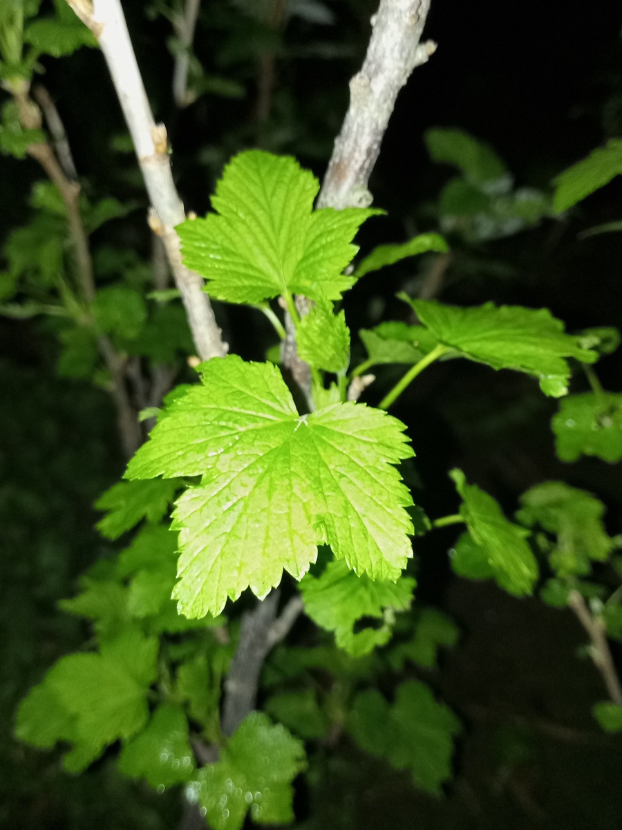 Смородина фото 4 апреля