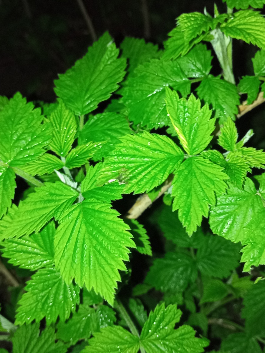 Малина, фото 4 апрела