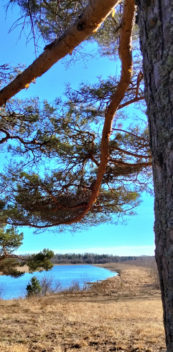 28.03.26. Желча-красавица. Все фотографии и видеозаписи из архива автора статьи