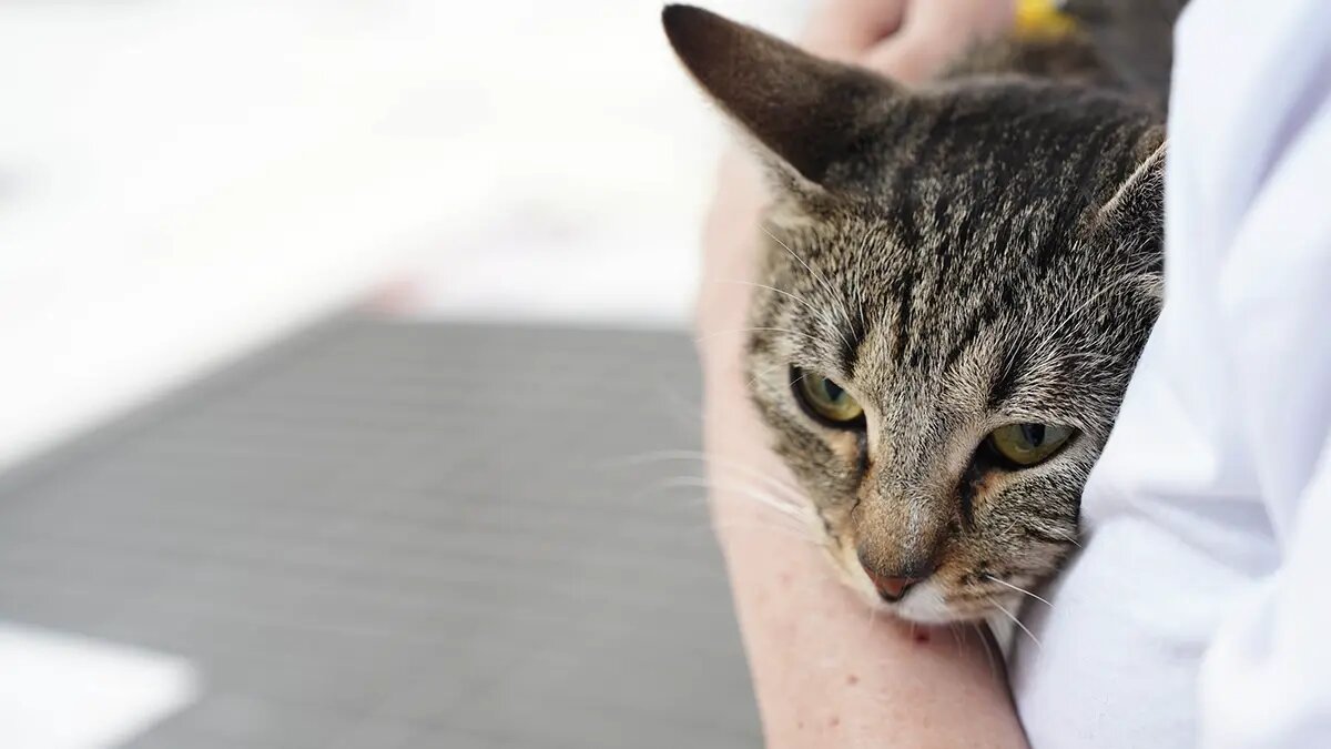    Источник: vm.ru/ Олеся Шмелева