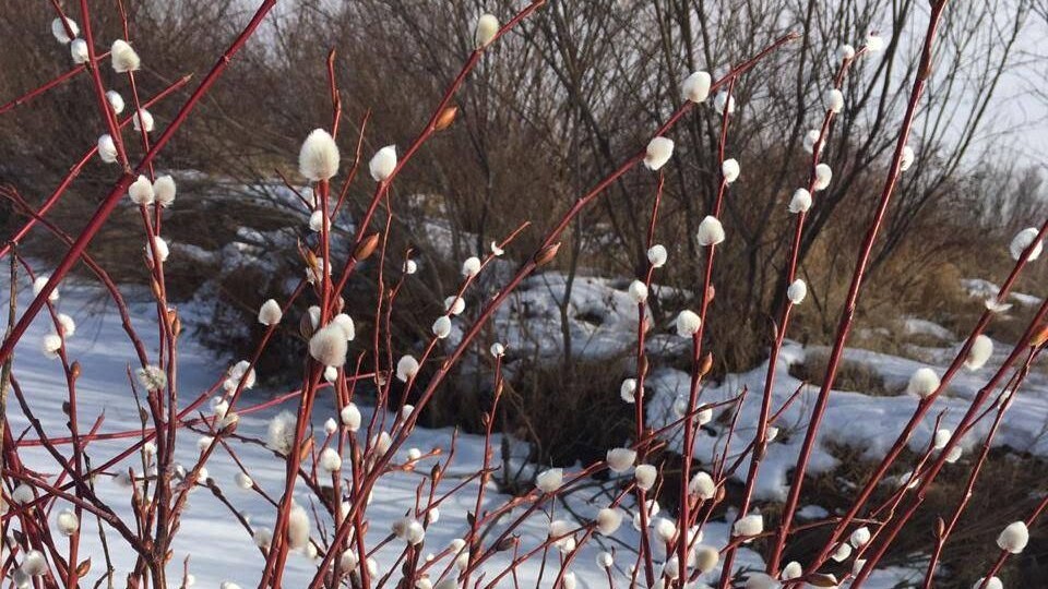 Вербное воскресенье празднуют православные верующие 5 апреля