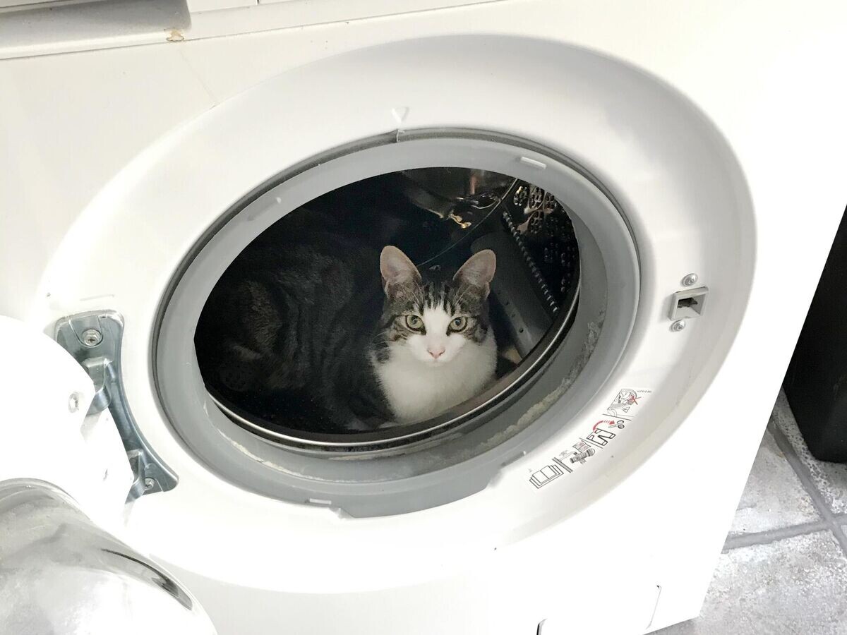    Кошка в стиральной машине | © iStock.com / kodachrome25