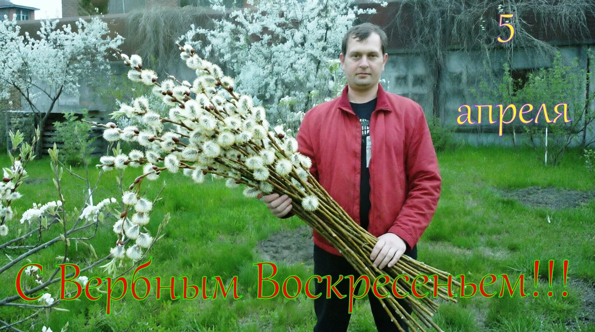 Статья рассказывает о традициях празднования Вербного воскресенья в России. В центре внимания — замена библейской пальмы на вербу, которая первой просыпается после зимы и символизирует пробуждение жизни. Описан народный обычай легонько стегать веточками вербы домочадцев и скотину для передачи здоровья и силы, а также другие обряды: лечение бесплодия, выпечка «вербного печенья», призыв удачи. Отмечается церковный смысл праздника — Вход Господень в Иерусалим, начало крестного пути Христа, а также постные послабления (рыба и вино). Даются практические советы, что делать с освящённой вербой после праздника. Подчёркивается, что традиция сохранилась даже в советские годы, а сегодня это тихое семейное торжество в преддверии Пасхи.