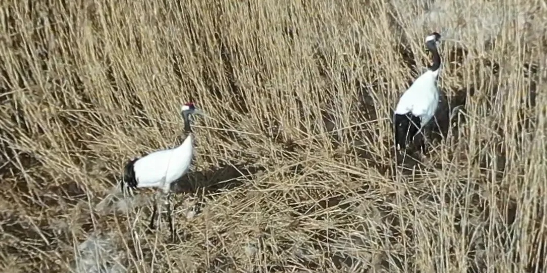 За сбором журавлями материала для гнезда наблюдали в Приамурье
