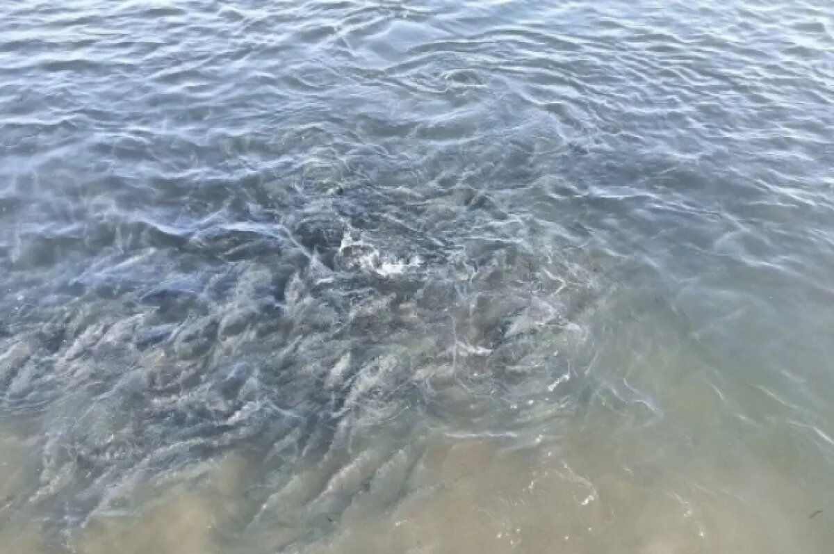    У маяка сельдь подошла к берегу так близко, что её ловили руками