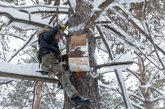   Совятники в Рудничном бору Кемерова. Фото: Администрация г. Кемерово/ Александр Чаринцев