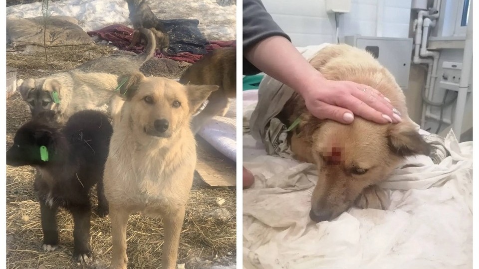 Выстрелили в голову и бросили в канаву: волонтеры спасают собаку по кличке Найда, которую оставили у трассы вместе со щенками