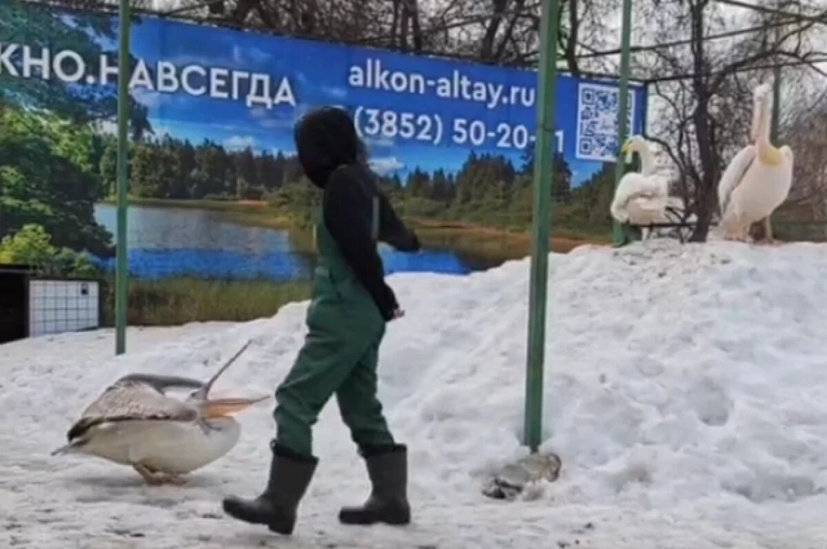    Пеликан стал главным задирой в зоопарке Барнаула