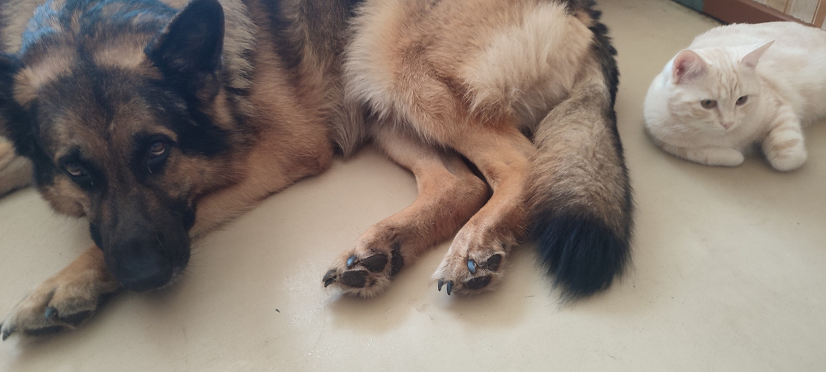 Бося и Персик. Если Бос хотя бы делает вид, что ему стыдно.... то Персик абсолютно уверен в своей правоте. Хозяйке пора вставать и идти их кормить! 