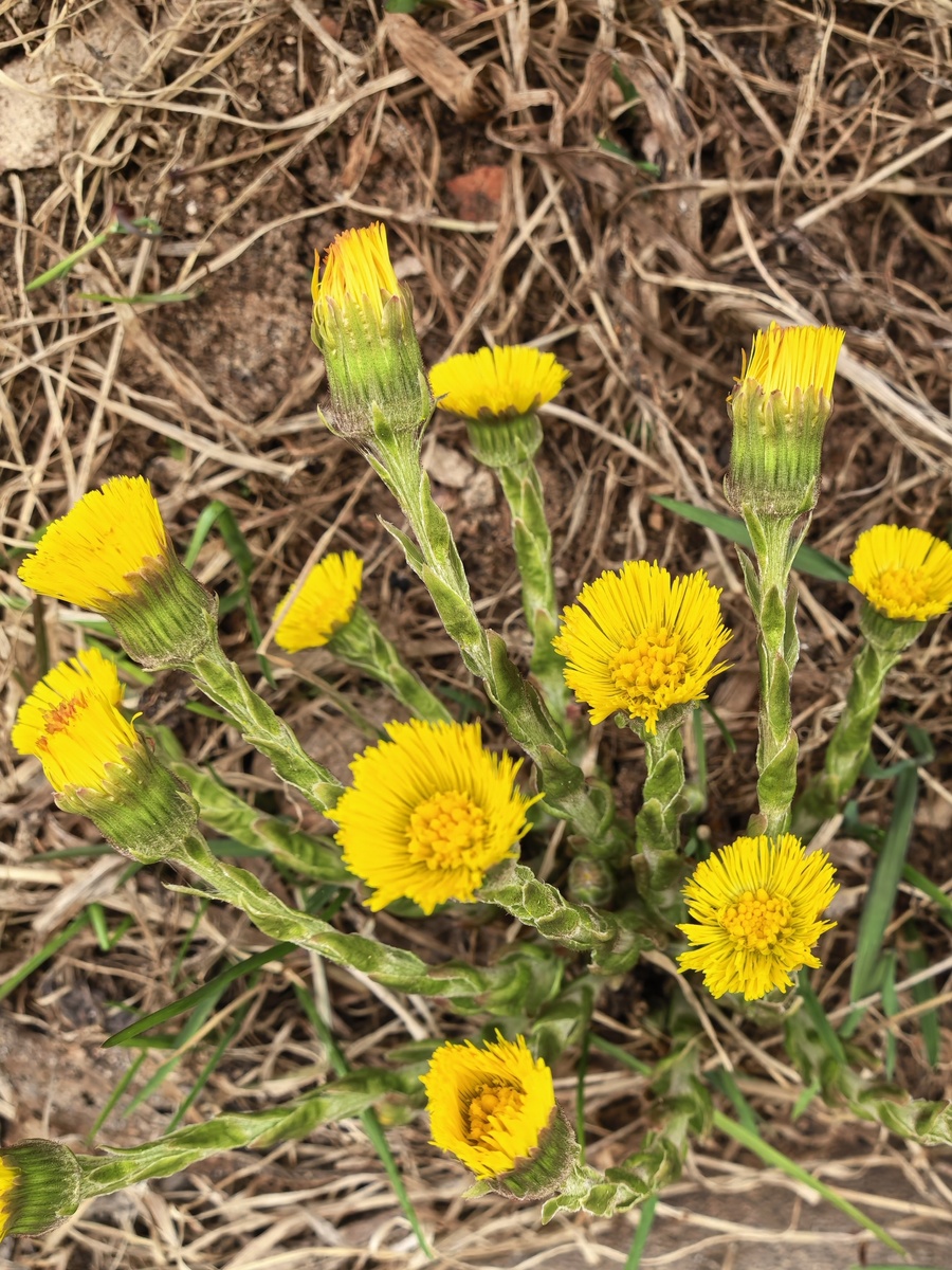 Мать-мачеха