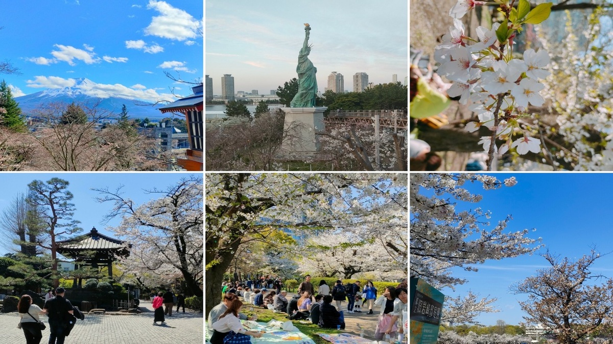 Фото автора. Сакура 2026 года