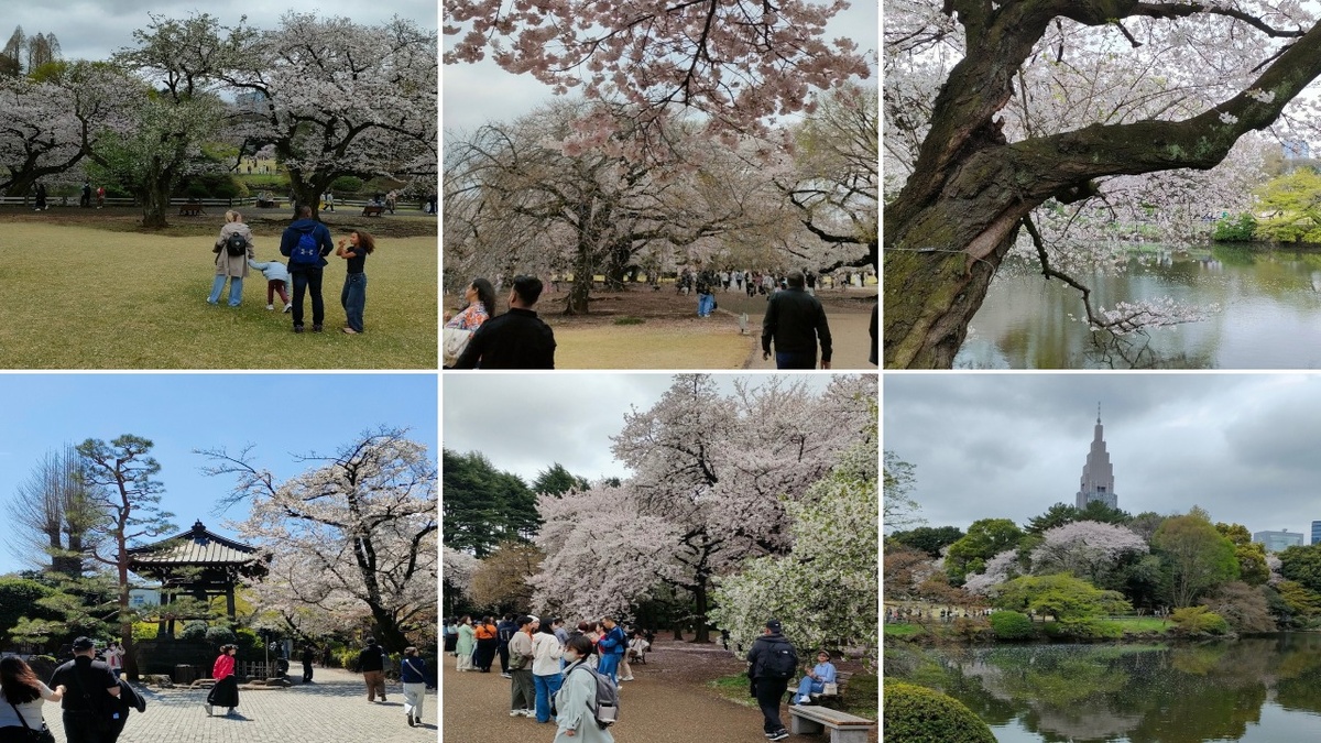 Фото автора. Сакура 2026 года
