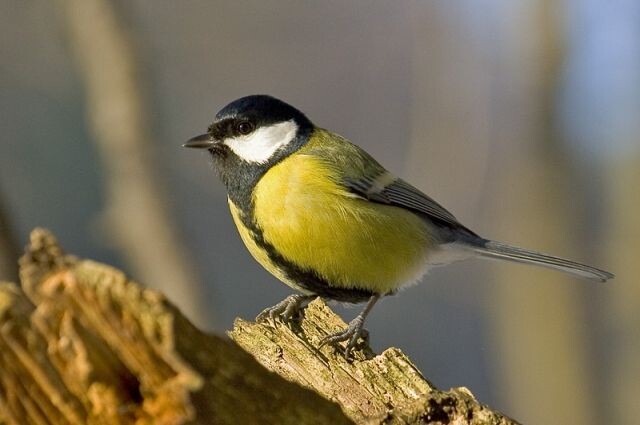 Изображение взято с сайта https://aif-s3.aif.ru/images/026/635/f5955e54ad16d62c4c426f3e7d26d09c.jpg