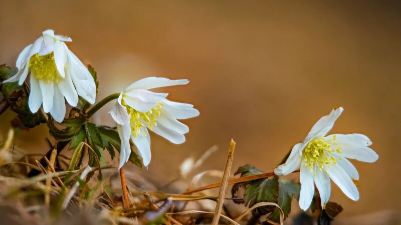     Белые первоцветы на Алтае. Роман и Татьяна Воробьевы