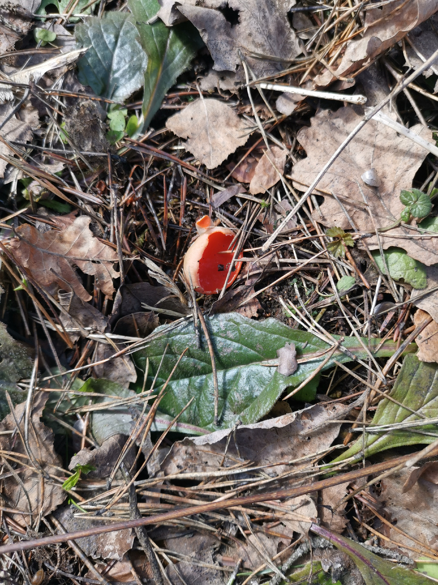  Фото Анны Агрецкой. Саркосцифа