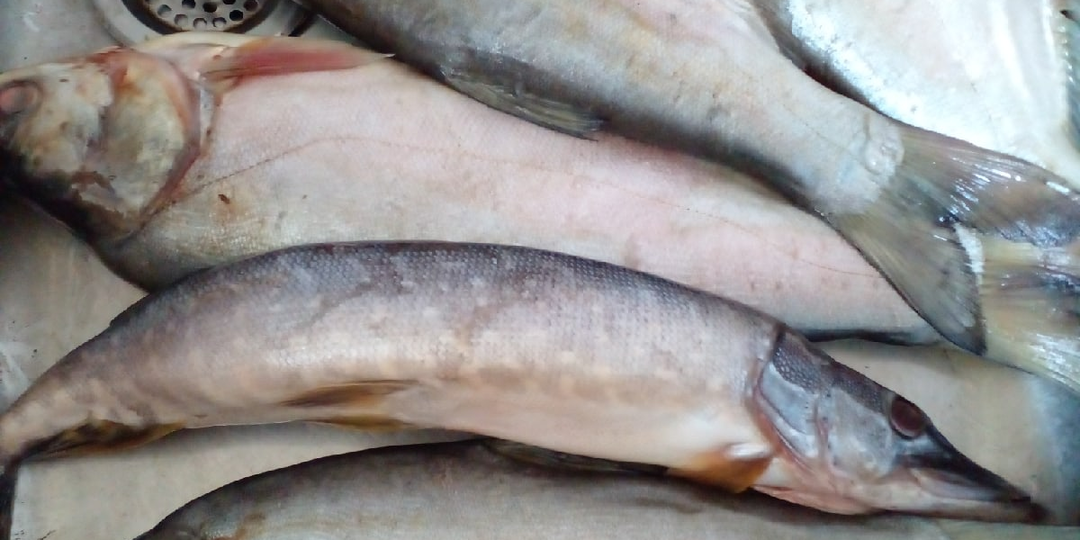 Запеченая рыба в духовке. Щука, Толстолобик. Шпинат, рецепт. Как приготовить?