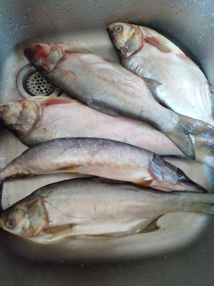 фото автора. 1 щука, 4 толстолобика