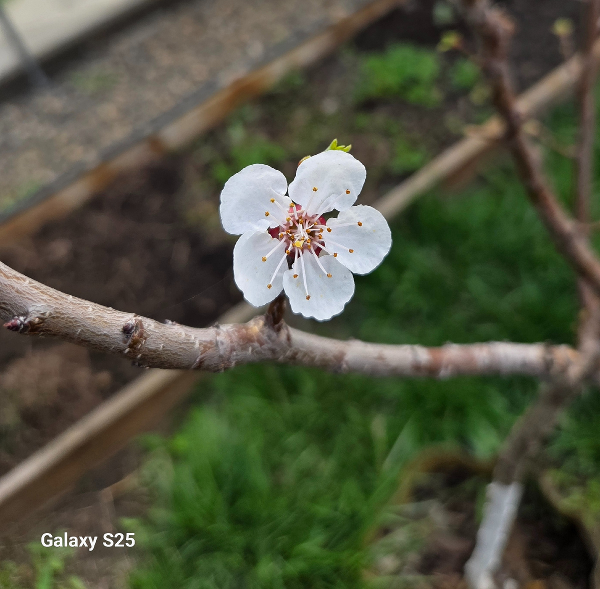 Абрикос цветет раз в год...