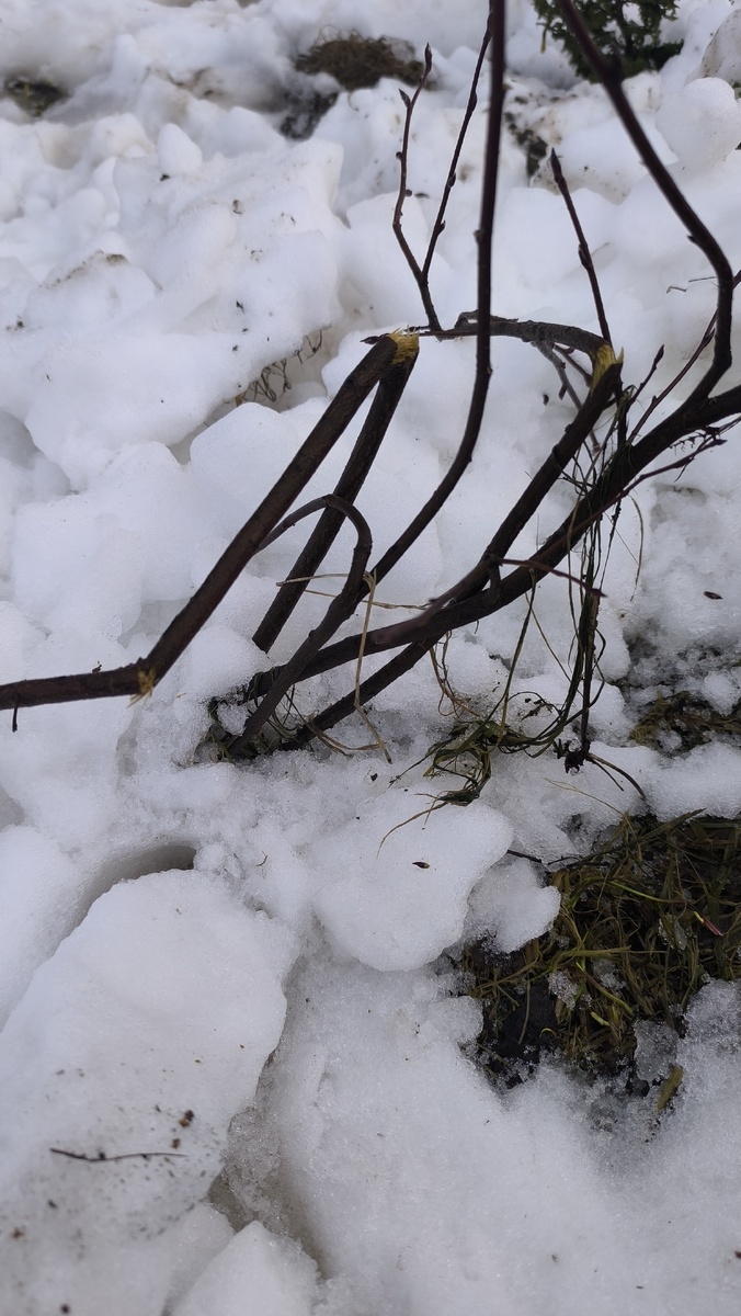 Ирга, вся поломанная. 