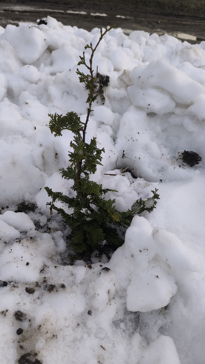 Зматлик раскатанный в длин был поднят с потерями.