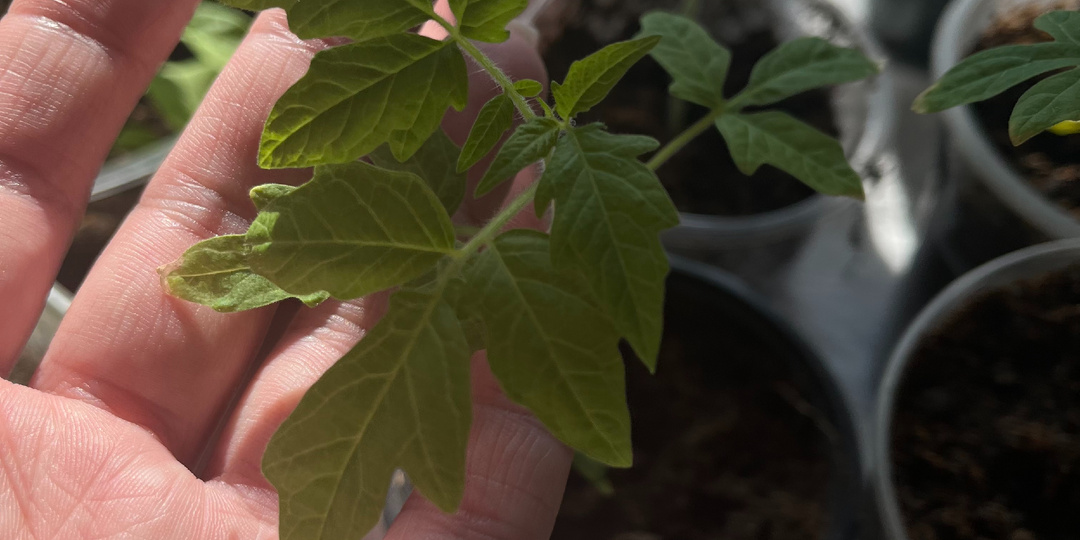 Подкормка для томатов. ТОП-5 способов для крепкой рассады