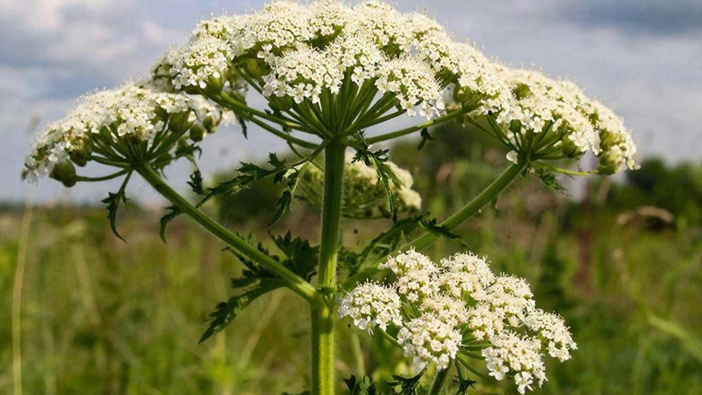    «Яндекс» научил нейросеть находить борщевик на спутниковых снимках Югры