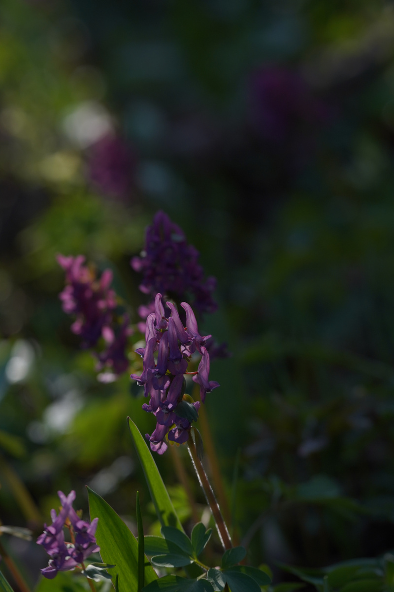 Хохлатка. Фото Юлии Перовой. 04.04.26