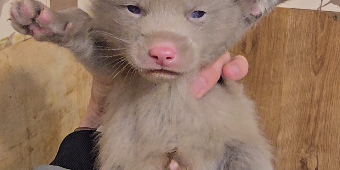 Здравствуйте, подписчики и гости канала!