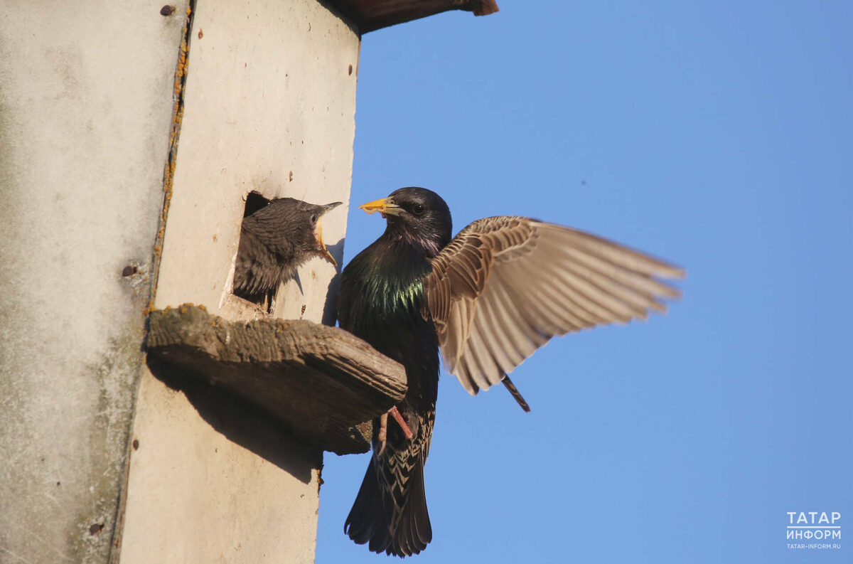 Фото: © Султан Исхаков / «Татар-информ»