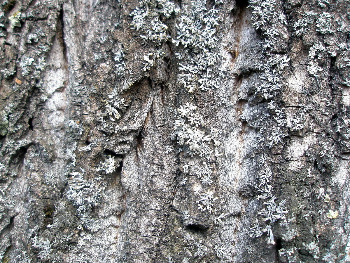 Фото: Лишайники на коре дерева
