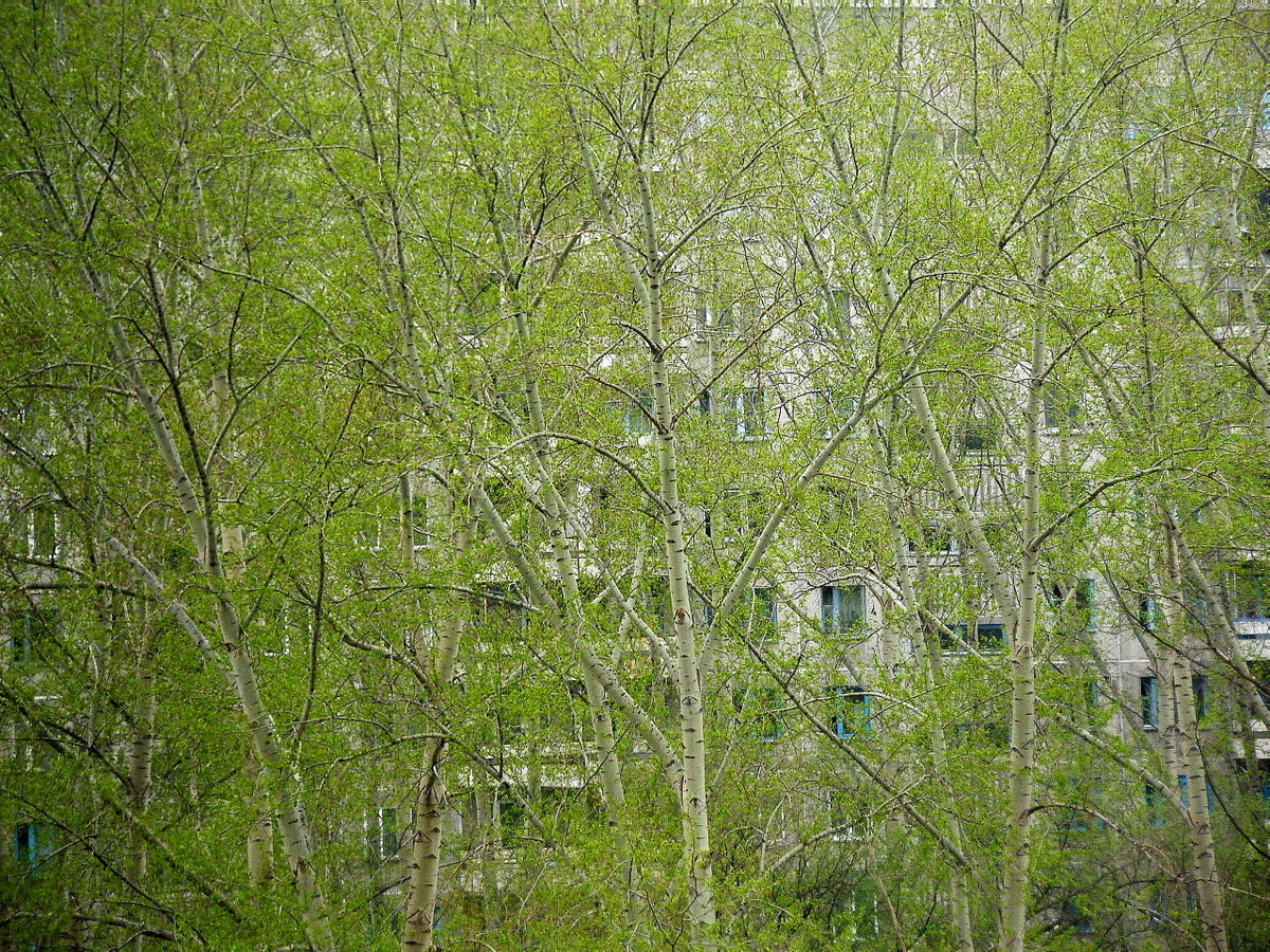 Фото: Молодая листва на фоне многоэтажного дома