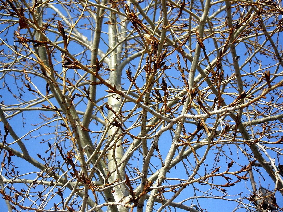 Фото: Ветви и почки тополя
