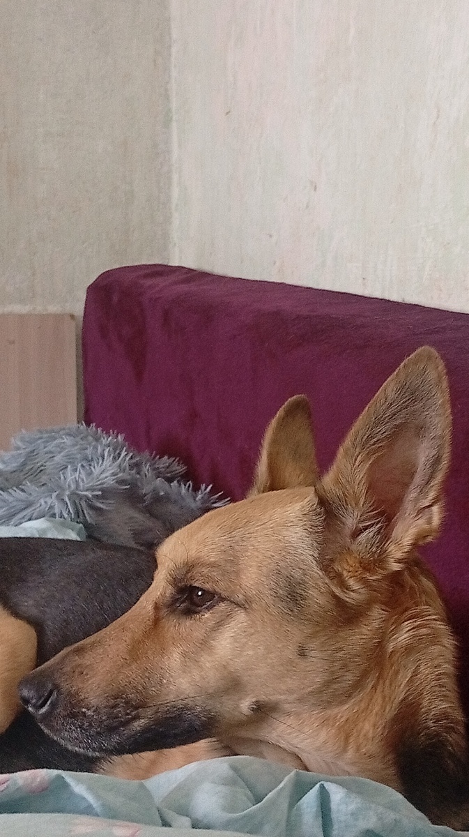 Так и не набирает вес . Зато такса Леди всегда рада поесть за двоих. 