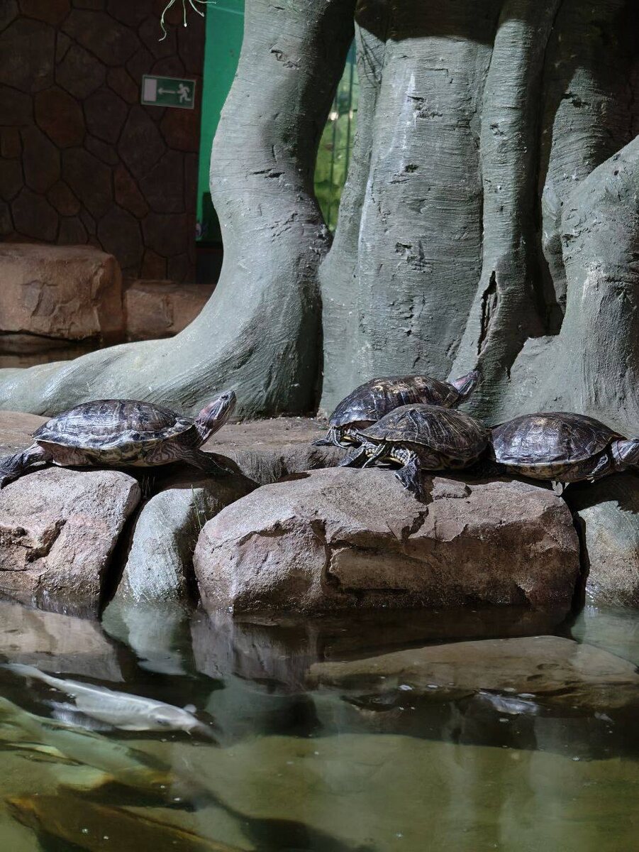  Гонщики в тяжелых доспехах
Мы привыкли думать, что черепахи это про «тише едешь, дальше будешь». Но попробуйте догоните морскую черепаху, когда она расправит свои мощные ласты-крылья! В воде эти «танки» превращаются в торпеды, разгоняясь до 35 км/ч. А кожаные черепахи и вовсе рекордсмены, способные нырять на глубину больше километра, как настоящие батискафы.