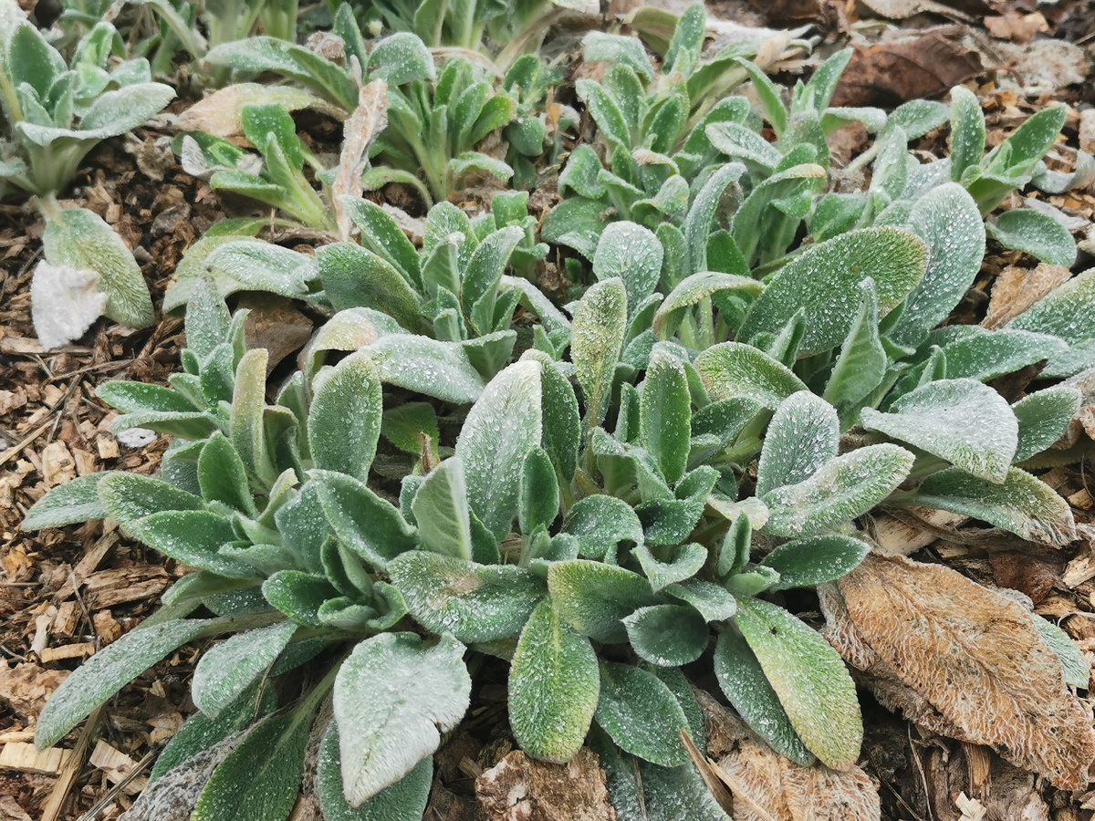 Стахис шерстистый - "Овечьи Уши"