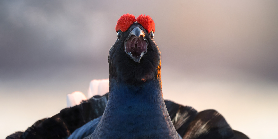 Что скрывает старое болото? Тайна тетеревиного тока в фотографиях.