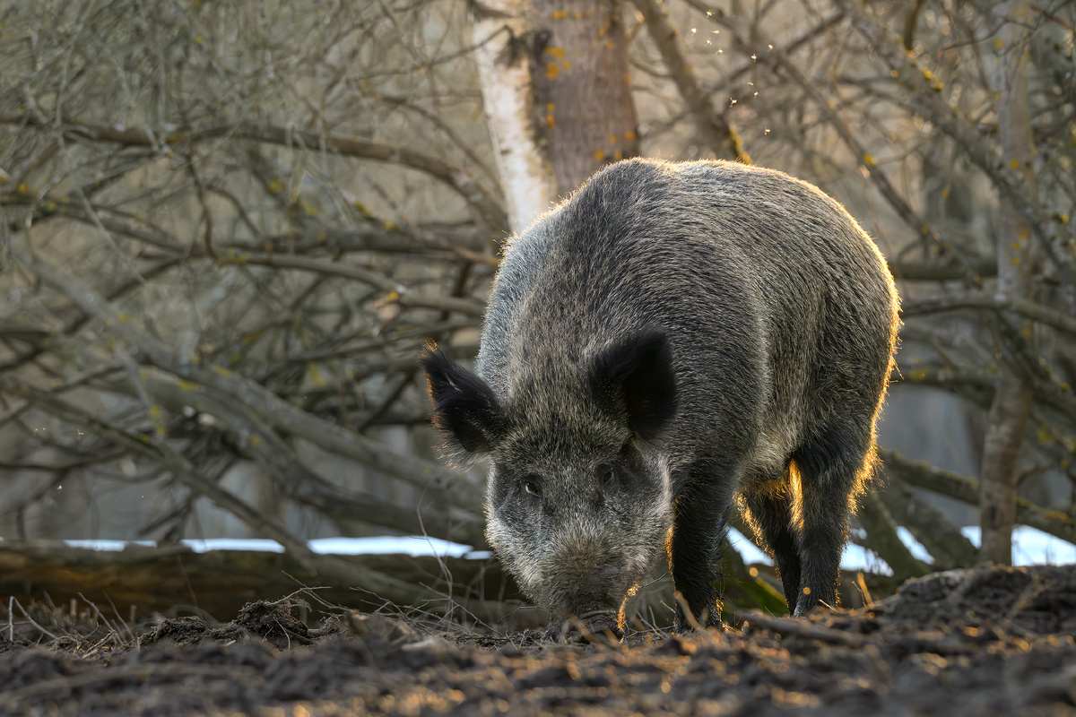 Вечерняя встреча с местными проходила в исключительно уважителньой и доброжелательной форме
