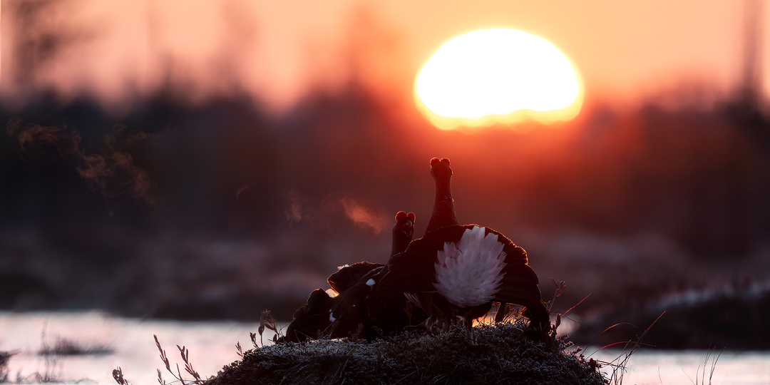 Тетеревиное болото. Фотографии уникального процесса токования скрытных птиц.