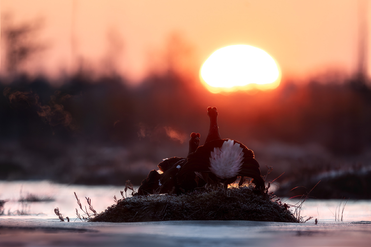 Тетеревиый рассвет