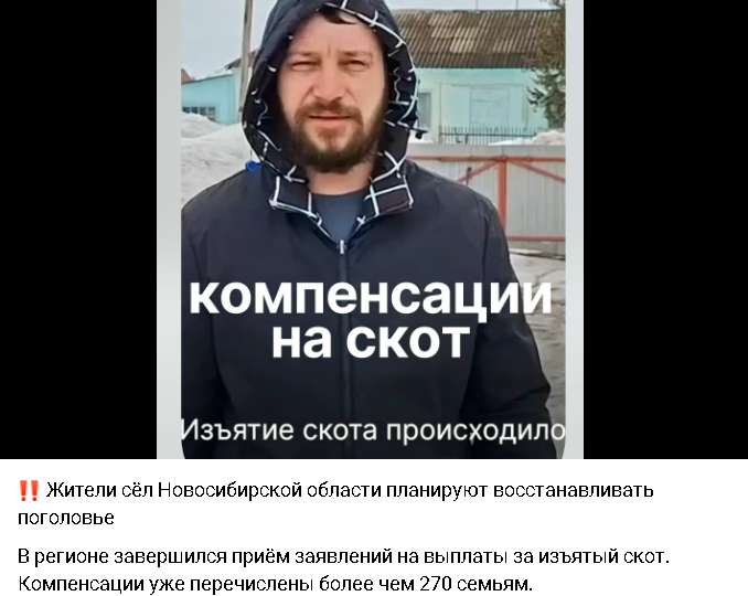 Власти Новосибирской области сняли агитационное видео с «благодарными фермерами», потерявшими свой скот