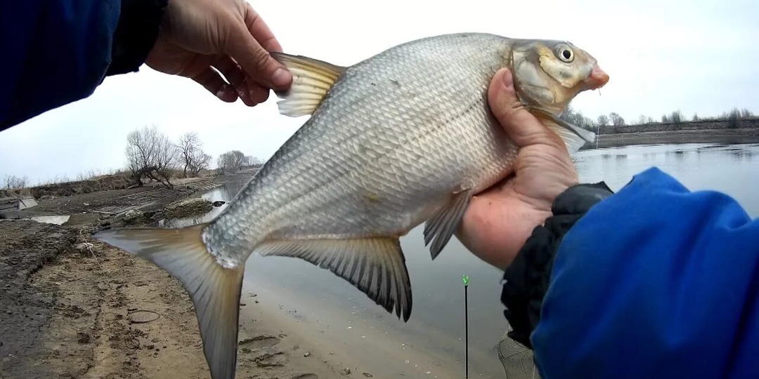 Как ловить леща в апреле? Секреты от опытного рыбака.