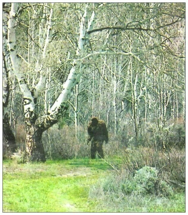 Похоже существо в похожем лесу.