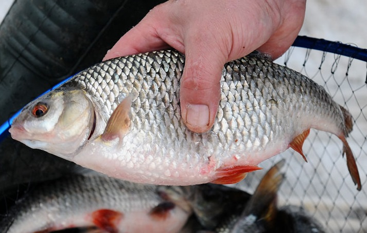 Плотва в апреле: как искать, кормить и ловить