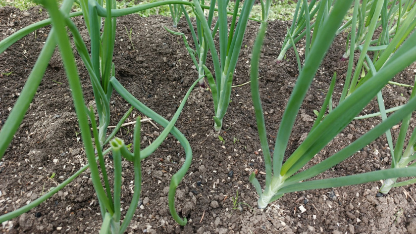    фото smilekaluga.ru