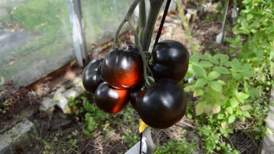     Шоколадные и черные томаты готовят к сезону