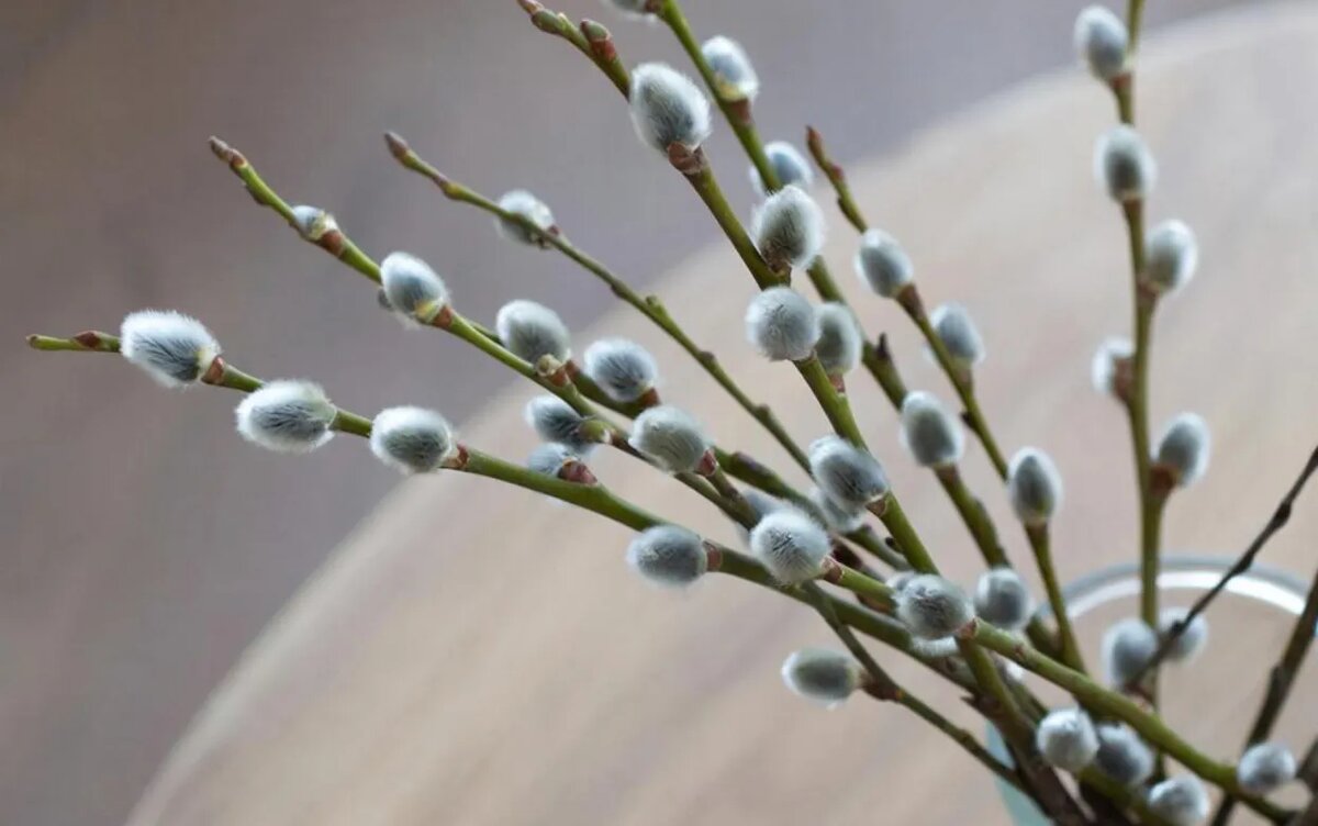    Спрячь кошелек! Народные приметы в Никонов день: что категорически нельзя делать 5 апреля?