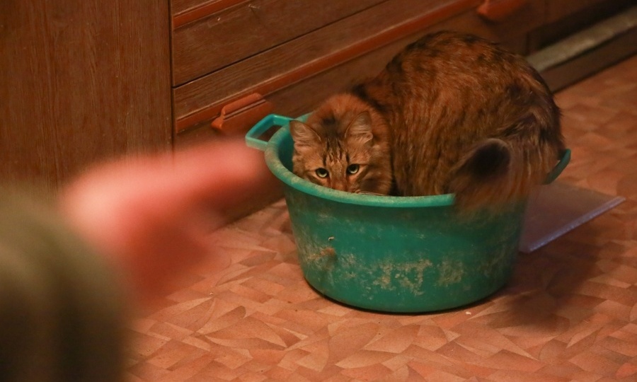 Зоозащитники запустили петицию против живодера, забившего кота в Татарстане