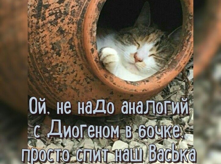 Прикольные мемы с котиками