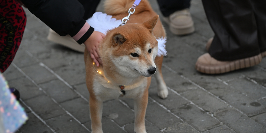 Догхантеры разбросали яд на детской площадке в Екатеринбурге