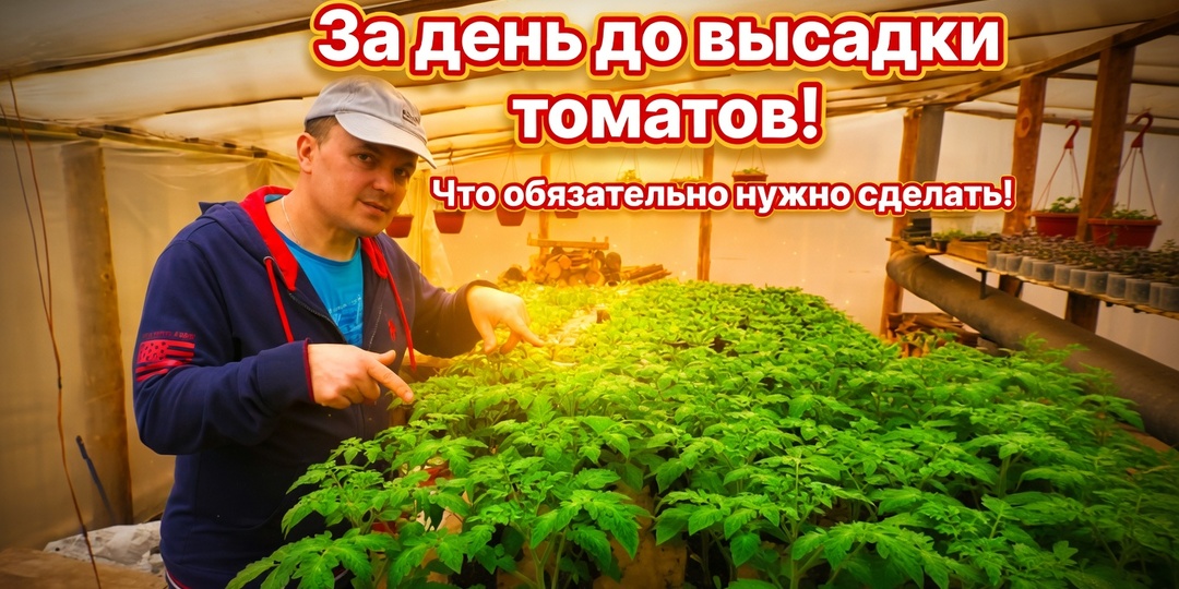 За 24 часа до высадки томатов. 2 важнейших шага, которые спасут ваш урожай от болезней и дадут мощный старт корням